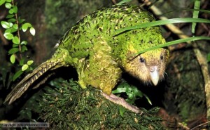 Hello there, kakapo!