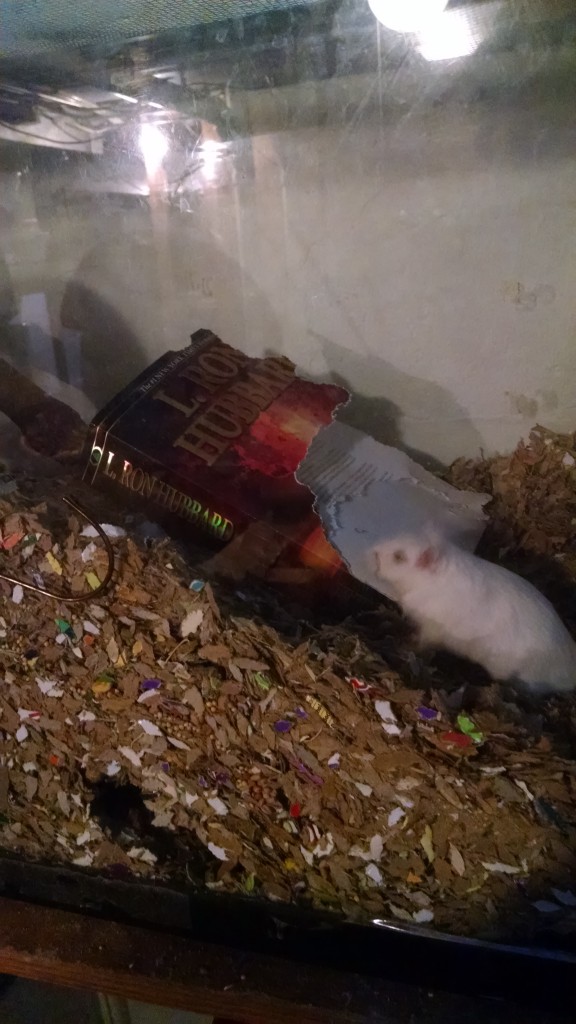 Gerbils