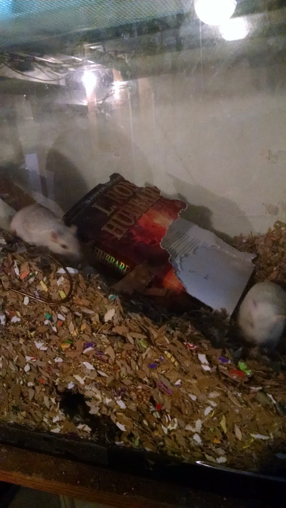 Gerbils